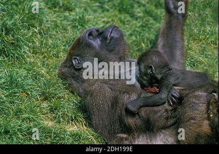 Eastern Lowland Gorilla, gorilla gorilla graueri, Madre con giovane suzione Foto Stock