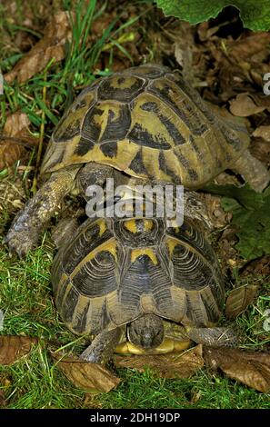 Hermann's tartaruga, Testudo hermanni, Adulti Foto Stock