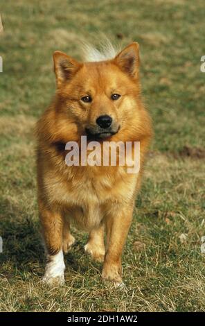 Cane islandese o cane da pastore islandese, adulto in piedi sull'erba Foto Stock