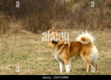 Cane islandese o cane da pastore islandese, adulto in piedi sull'erba Foto Stock