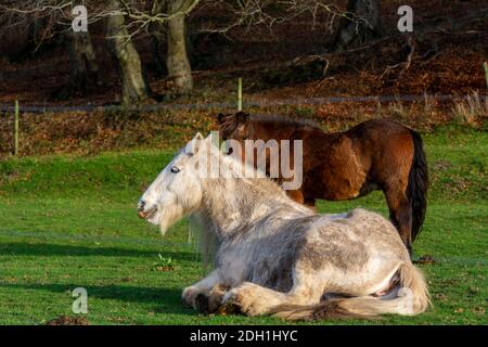 Un cavallo bianco che riposa in erba verde. Foto di Vomb, contea di Scania, Svezia Foto Stock