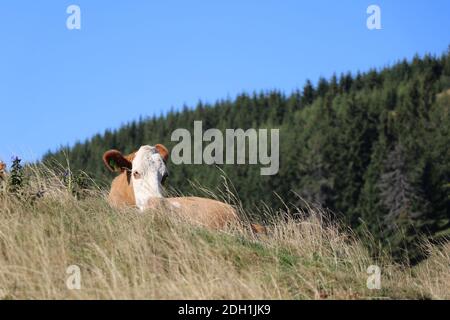 Vista ad angolo basso su una mucca che pascolano su una montagna prato con erba alta Foto Stock