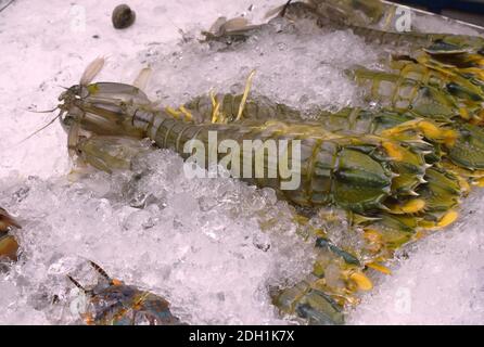 gamberi o gamberetti di mantis congelati su ghiaccio per cucinare a. Ristorante in Thailandia Foto Stock