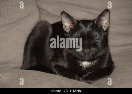 Gatto nero con una macchia bianca che dorme su un grigio divano o divano Foto Stock