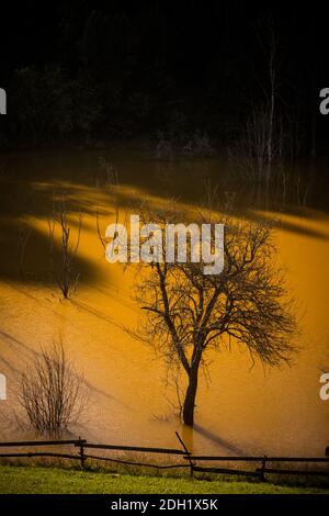 Immagine di vegetazione morta sul lago Geamana, in Romania Foto Stock