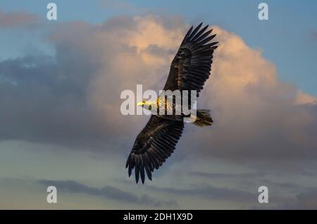 L'aquila dalla coda bianca (Haliaeetus albicilla) volò al suo ruggito nelle ore tarda sera. Foto Stock