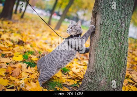 Un maschio domestico giovane e carino gatto predatore arrampica albero, vestito guinzaglio animale ben curata, a caccia di uccelli e piccoli animali nella giornata di sole autunno. Foto Stock