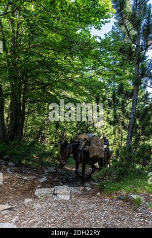 Olimpo di montagna in grecia. Paesaggio alpico in alta quota. Foto Stock