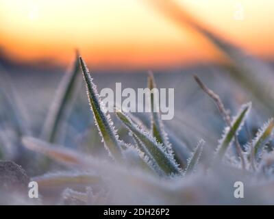 Erba su una mattina invernale Foto Stock