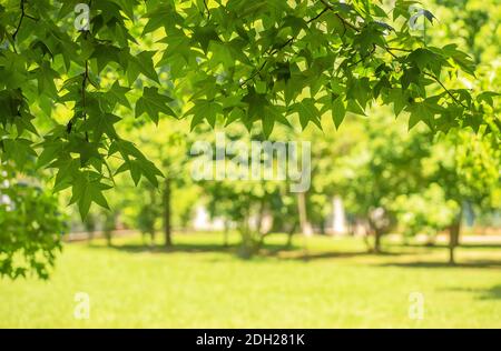 Sfondo verde da foglie e acero i Foto Stock