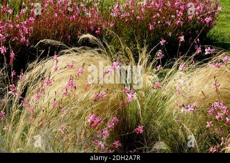 Gaura lindheimeri erba ornamentale Stipa Foto Stock