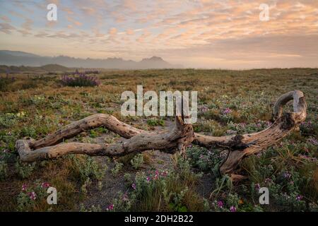 Tramonto a Rocky Beach, costa della California settentrionale Foto Stock