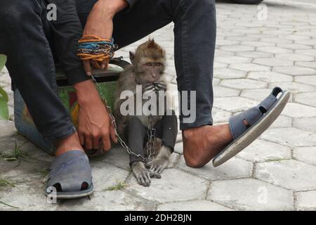 Macaque addestrato ed il suo proprietario riposano al loro posto di lavoro su un incrocio occupato in Surakarta in Java centrale, Indonesia. Le esibizioni di strada con scimmie selvatiche conosciute come il Topeng Monyet ('scimmia mascherata' o 'scimmia di finanziamento') sono ancora molto popolari in Indonesia, nonostante le proteste degli attivisti per i diritti degli animali. I macachi a coda lunga (Macaca fascicularis) sono solitamente utilizzati per questa pratica crudele. Foto Stock