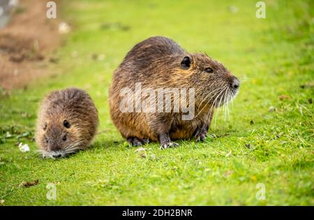 Nutrie Foto Stock