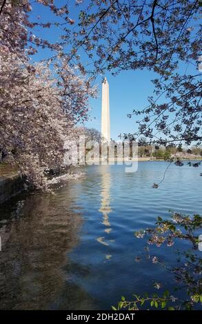 L'obelisco del Washington Memorial visto attraverso il bacino del Tidal durante il festival Cherry Blossom a Washington DC, USA Foto Stock