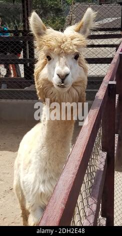 Simpatico alpaca in una fattoria in Perù, Sud America Foto Stock