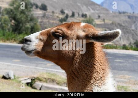 Lama ritratto in Perù. Lama è uno dei due animali domestici della famiglia dei cammelli in Sud America. Foto Stock