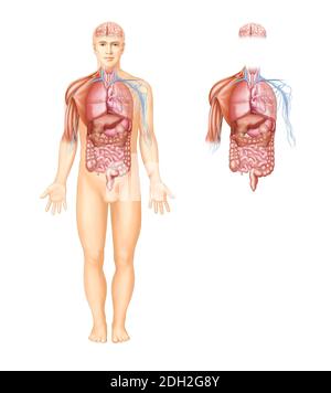 illustrazioni anatomiche di organi, muscoli e nervi nel corpo umano Foto Stock