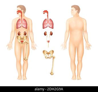 illustrazioni anatomiche di organi umani Foto Stock