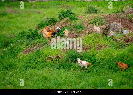 Polli di gallina a gamma libera vagano in un campo verde appartenente Ad una piccola azienda agricola in Portogallo Foto Stock