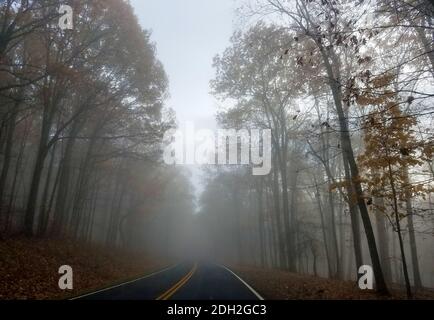 Strada foggosa che si snoda attraverso una foresta nel tardo autunno Foto Stock