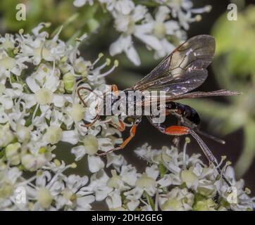 Wasp per legno 'Lissonota spec.' Foto Stock