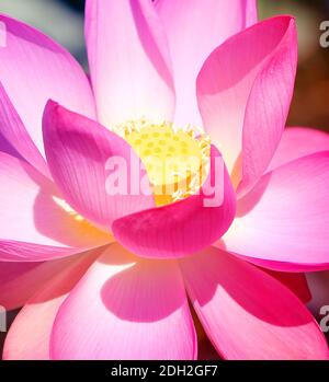 Foto macro di un bel fiore rosa di loto illuminato dal sole. Esempio di fiore di loto per lo yoga e la pubblicità Foto Stock