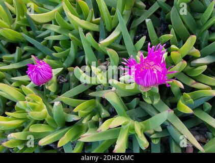 Primo piano su una pianta succulenta esotica con fiori violacei tra foglie verdi Foto Stock