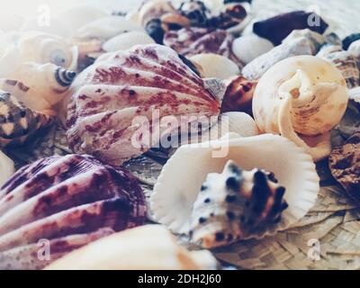 Conchiglie come sfondo estivo costiero, natura e viaggi Foto Stock