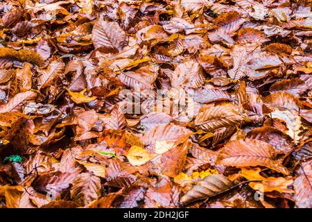 Foglie di acero bagnato caduto su un terreno Foto Stock