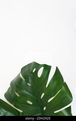 foglio di monstera su sfondo bianco con spazio per la copia. Foto Stock