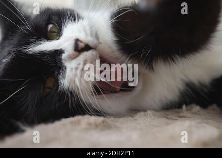 Divertente cute nero e bianco Tuxedo gatto sdraiato in sole su morbida coperta vicino alla finestra sul davanzale e guardando alla telecamera Foto Stock