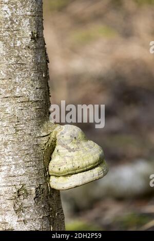 Spugna di tinder (fomentarius di Fomes) Foto Stock