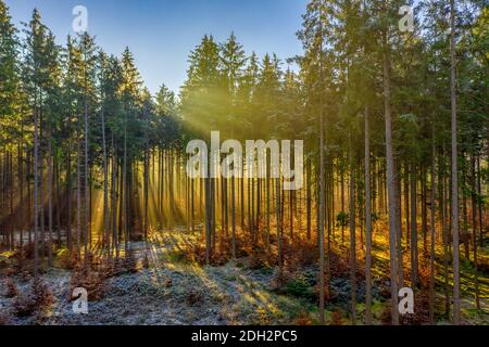 Il sole luminoso splende attraverso le cime degli alberi e i raggi del sole spianano la strada per riscaldare il terreno ghiacciato e coperto di neve. Foto Stock