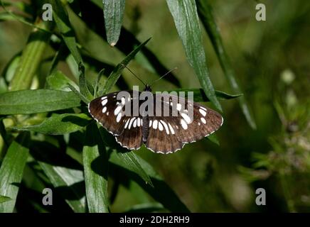 Farfalla ungherese Glider (Neptis rivularis) Adulto che si sdraia con le ali aperte Tien Shan montagne, Kazakhstan Giugno Foto Stock