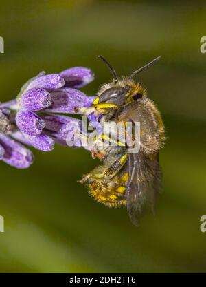 Ape europea di carder di lana "Anthidium manicatum" Foto Stock