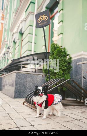 Piccolo simpatico cane bianco e nero razza Chihuahua in abiti sta aspettando il proprietario di un parcheggio per biciclette in città. Bicicletta p Foto Stock