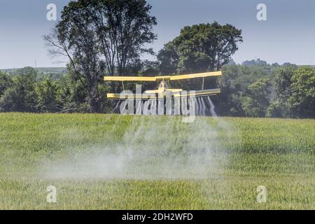 Crop giallo Duster spruzzando Pestisides su raccolti Foto Stock