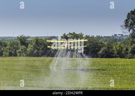 Crop giallo Duster spruzzando Pestisides su raccolti Foto Stock