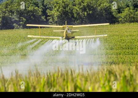 Crop giallo Duster spruzzando Pestisides su raccolti Foto Stock