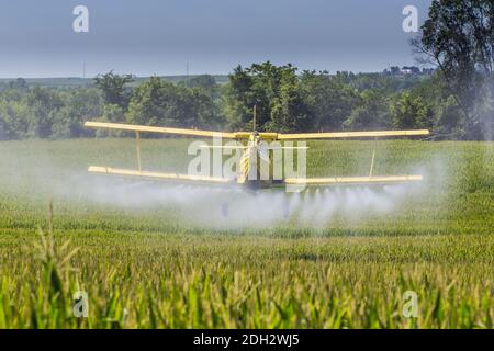 Crop giallo Duster spruzzando Pestisides su raccolti Foto Stock