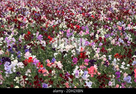 Piselli dolci in un campo fiori multicolore fino ad ora come l'occhio può vedere Foto Stock