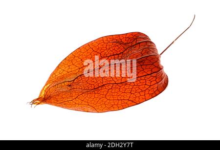 Macro closeup Physalis akekengi frochetii o lanterna cinese Foto Stock