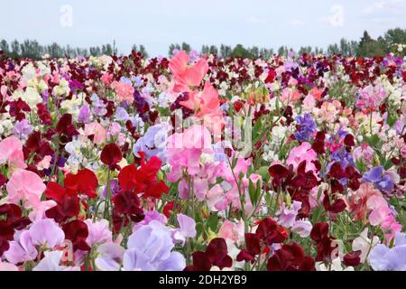 Piselli dolci in un campo fiori multicolore fino ad ora come l'occhio può vedere Foto Stock