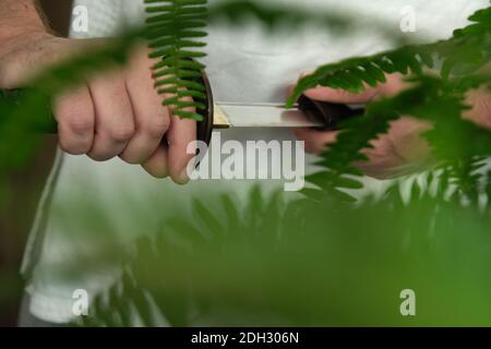 Le mani degli uomini estrano una spada giapponese di katana Foto Stock