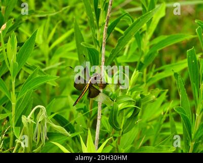Saddlebag Dragonfly in giallo e nero UNA vista laterale Holding Su per gambo fra le foglie verdi vibranti e il Foliage sopra Giorno estivo soleggiato Foto Stock
