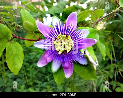 Primo piano su un fiore clematis ultra violetto per i paesaggi estivi Foto Stock