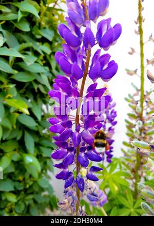 Primo piano su un grappolo di fiori di glicine nel colore viola, ultravioletto dell'anno 2018, per i paesaggi estivi Foto Stock