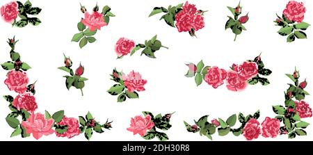 Set di rose rosa, foglie, germogli e fiori aperti disegnati a mano. Rosa di fiori, foglie verdi. Illustrazione Vettoriale