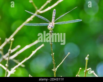 Una Dragonfly Blue Dasher femminile con Wings sparso e coda Su pende su albero gambo nel sole con verde Foresta sfocata in background Foto Stock